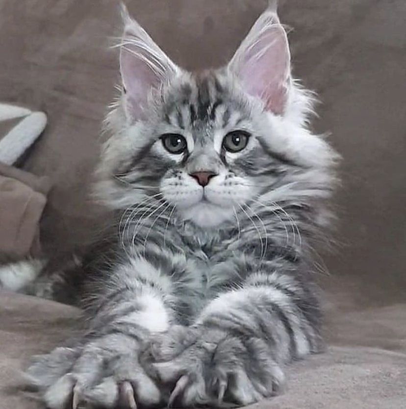 Fluffy silver tabby Maine Coon kitten with big ears and green eyes sitting on gray blanket