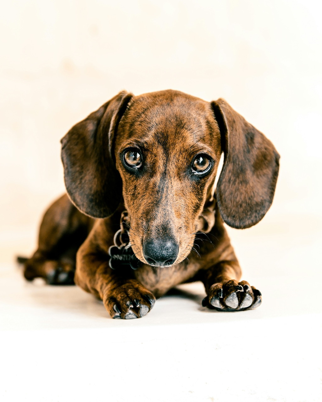 Brown daple dachshund lying down and looking at camera against light background