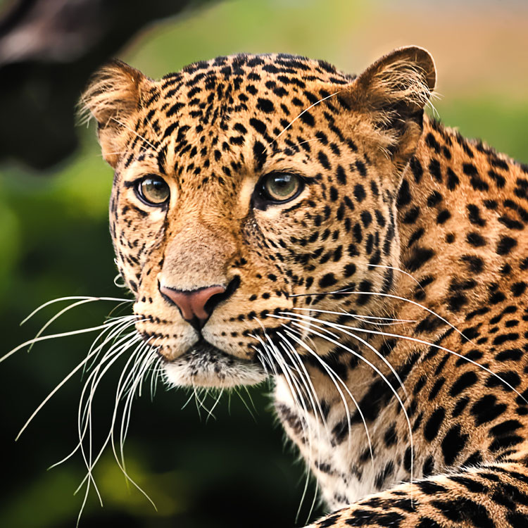 Close-up of a leopard's face and shoulders with spotted fur and long white whiskers