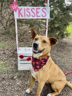 Tan dog wearing red bandana sitting in front of a white kissing booth stand outdoors