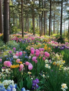 Spring Forest Flowers