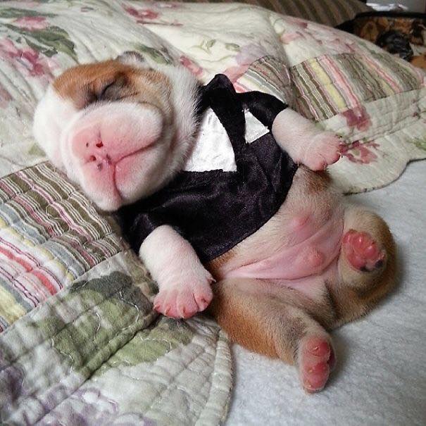 Sleeping Puppy in Shirt