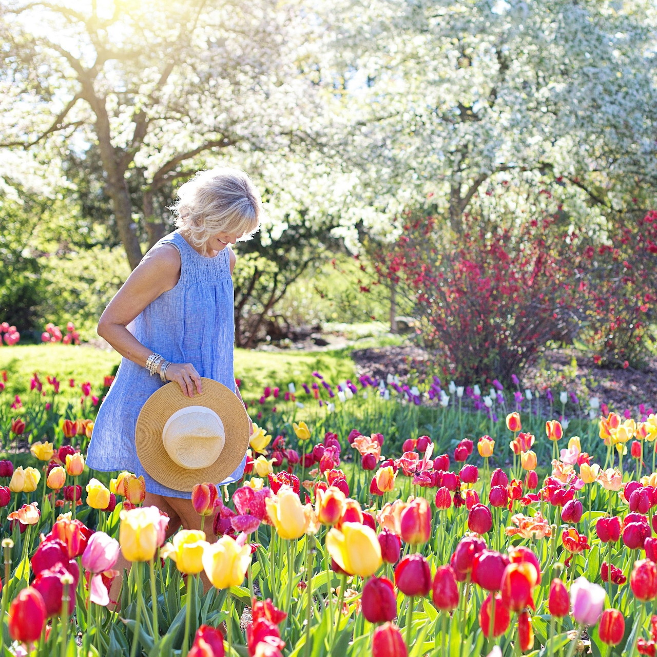 Woman in blue dress holding sun hat walks through colorful spring tulip garden with blooming trees