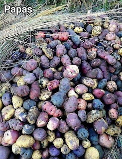 Pile of multicolored freshly harvested potatoes with dried grass in the background