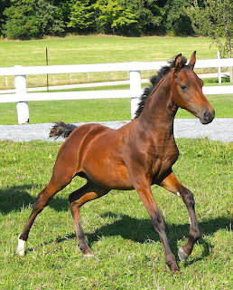 Chestnut Morgan foal running in green field with white fence