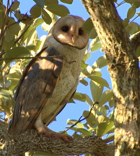 American barn owl perched on a tree branch among green leaves