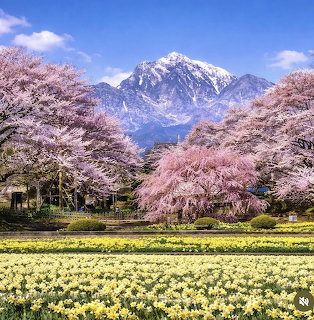 Snowy mountain behind blooming cherry trees and a yellow flower field