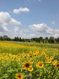 Large field of yellow sunflowers under a blue sky with white clouds and green trees in the background