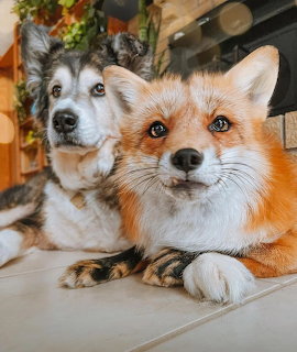 Gray husky dog lying next to a red fox on a tiled floor indoors