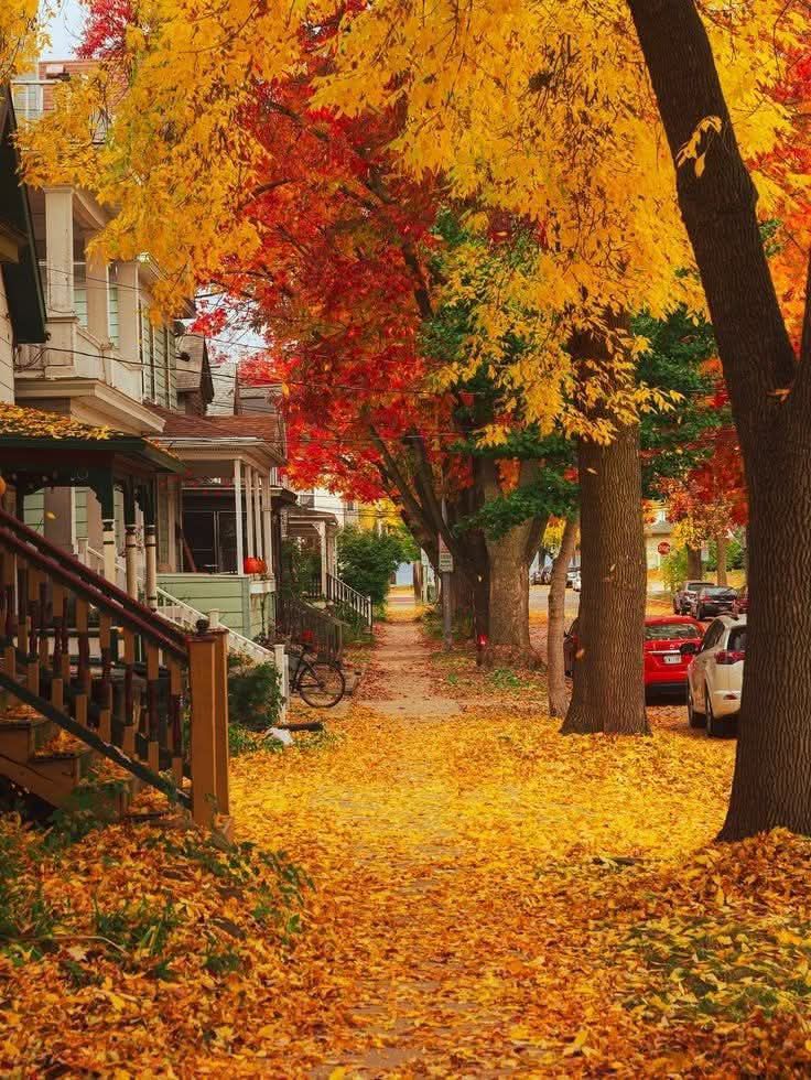 Tree-lined sidewalk covered in golden fall leaves with red and yellow autumn trees and residential houses