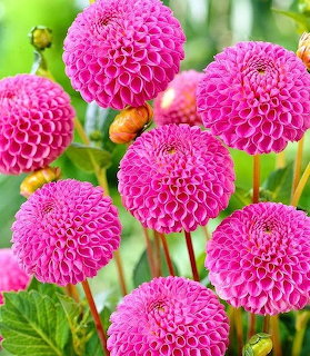 Bright pink pompom dahlia flowers with rounded petals on green stems