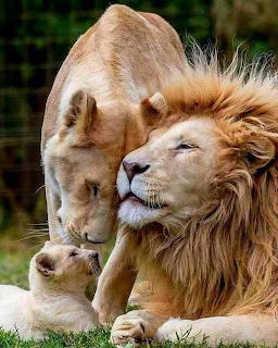 Male white lion lying on grass with a lioness nuzzling his mane and a young cub beside them