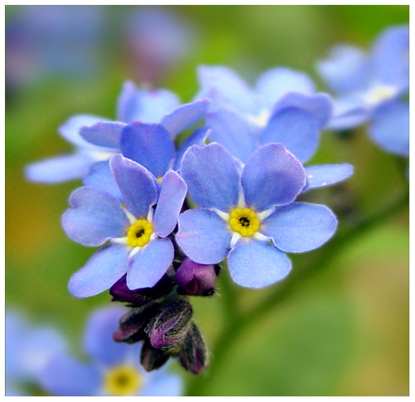 Close-up of blue forget-me-not flowers with yellow centers on a blurred green background
