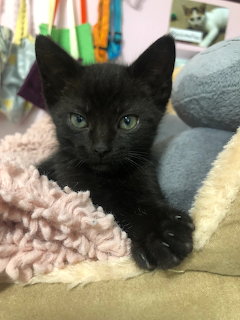 Small black kitten with bright eyes looking at the camera