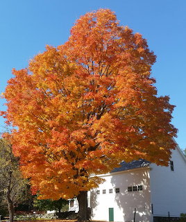 Large maple tree with vibrant orange and gold fall foliage next to a white farm building under blue sky