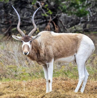 Addax Antelope