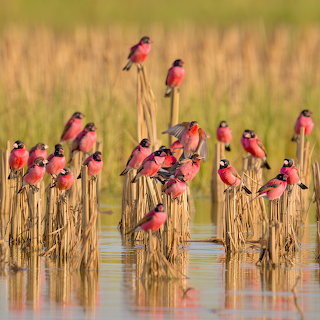 Pink Birds on Reeds