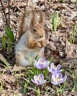 Red squirrel sitting upright among purple crocus flowers on leaf-covered ground