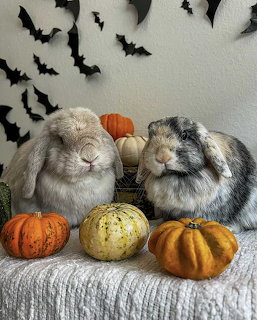 Halloween Bunnies with Pumpkins
