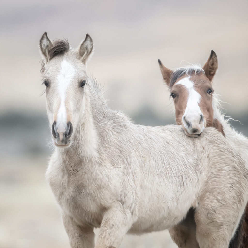 Two Horse Foals