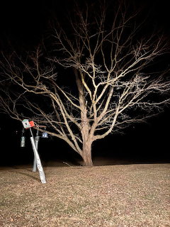 Leafless tree in a yard at night with a bird feeder in the foreground