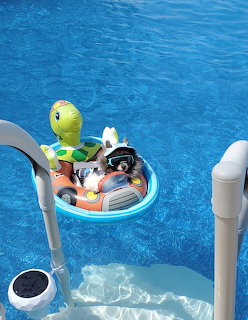 Pomeranian Dog in Pool Float