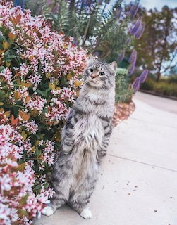 Gray tabby cat standing on hind legs beside pink flowering bush