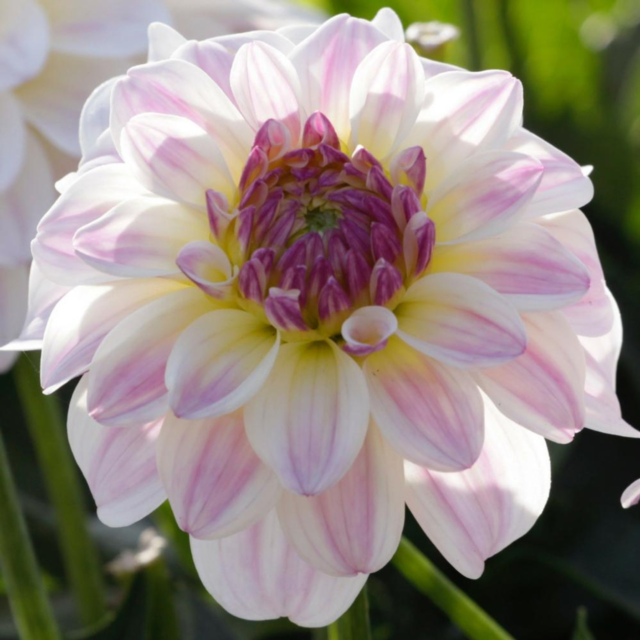 Close-up of a pastel dahlia flower with white, pink and lilac petals and purple-yellow center