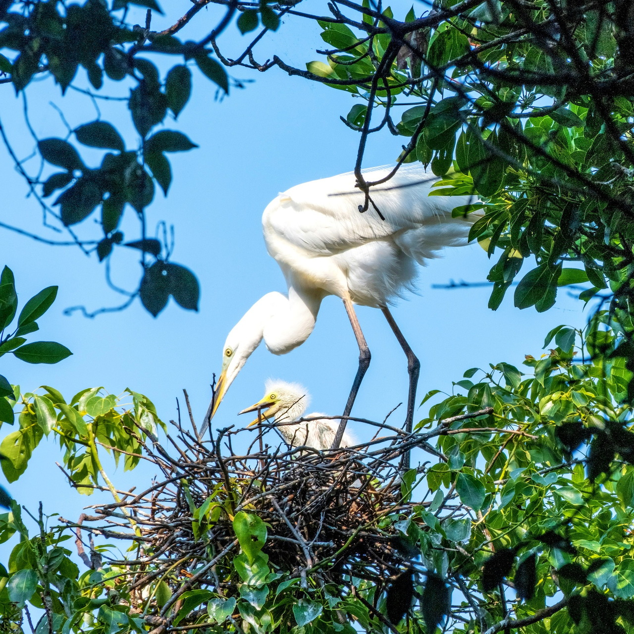 White stork with spread wings feeding chick in nest among tree branches against blue sky