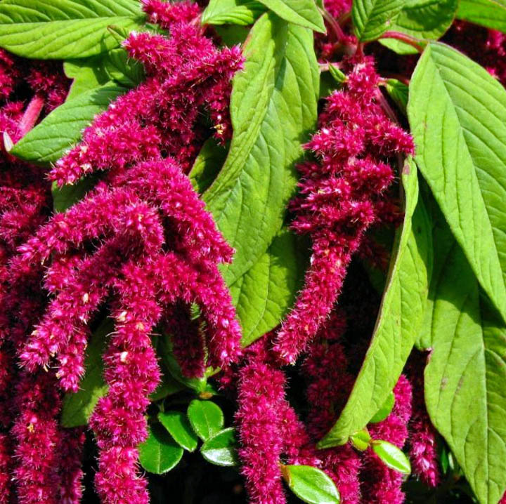 Close-up of red amaranth flower tassels and green leaves
