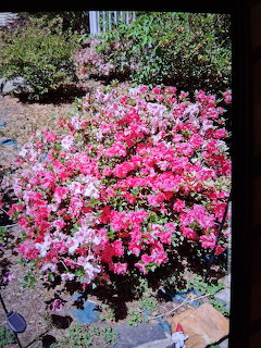 Pink Azalea Bush Garden
