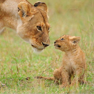 Lioness gently touching noses with a lion cub in grassy savanna