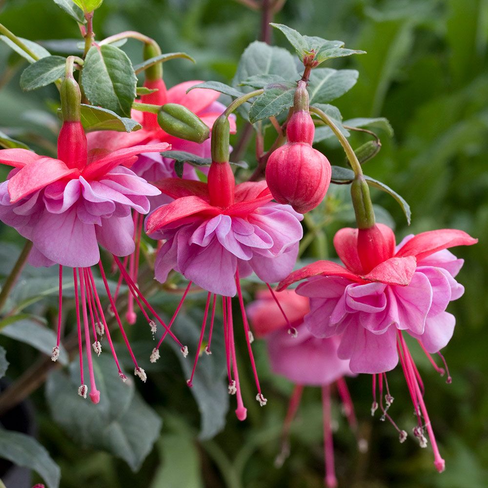 Pink and purple fuchsia flowers with drooping double blooms and long stamens hanging among green leaves