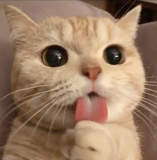 Close-up of a cream cat with wide eyes, tongue out, and paw near its mouth