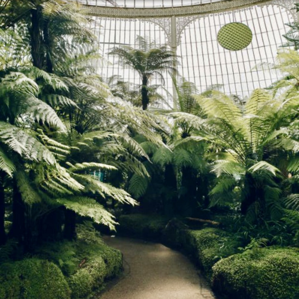 Lush ferns and a winding path inside a bright glasshouse filled with tropical greenery