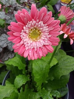 Pink gerbera daisy flower with yellow center among green leaves