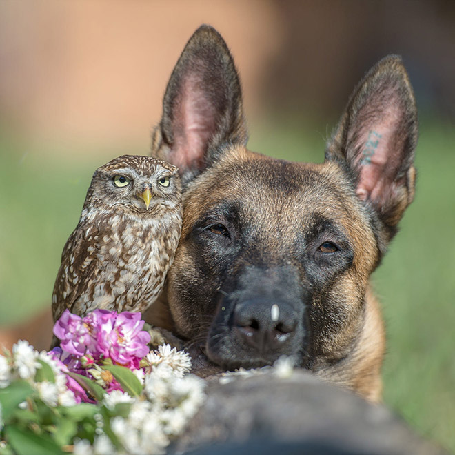 Small owl sitting next to a resting German Shepherd dog with flowers in front