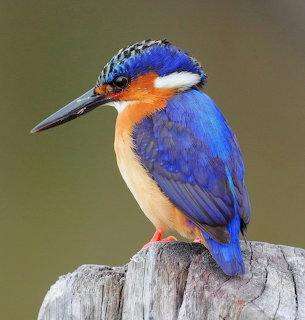 Blue and orange kingfisher perched on a weathered branch