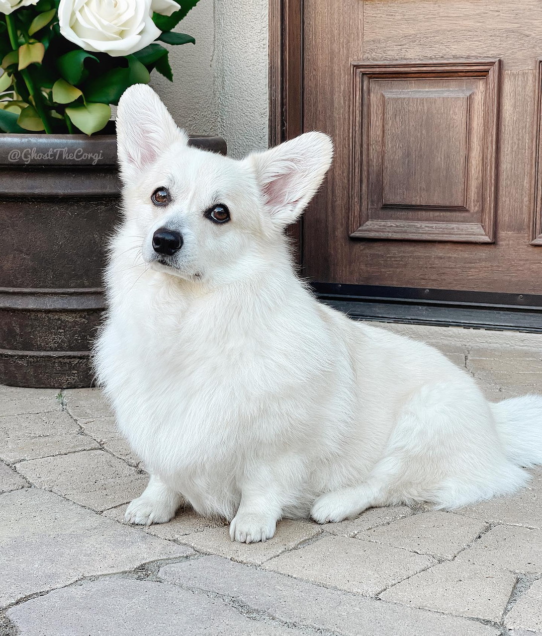 White Corgi dog sitting on a stone patio in front of a wooden door with white flowers nearby