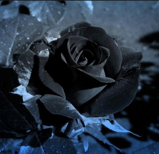 Black Rose