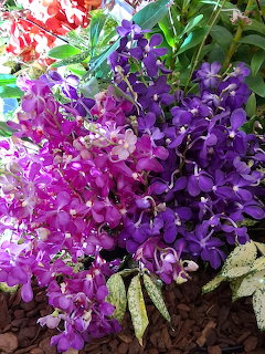 Vanda Orchids in Bloom