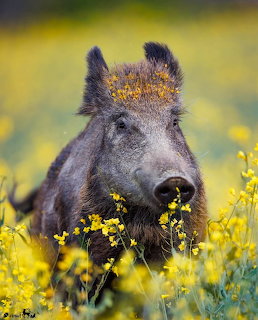 Wild boar with yellow flowers on its head standing in a field of yellow blooms