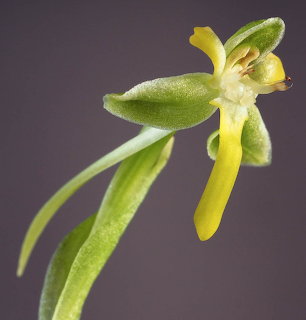 Close-up of a green and yellow orchid flower on a dark background