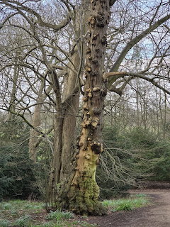 Large gnarled tree trunk with knoted bark in a winter park with bare trees in the background