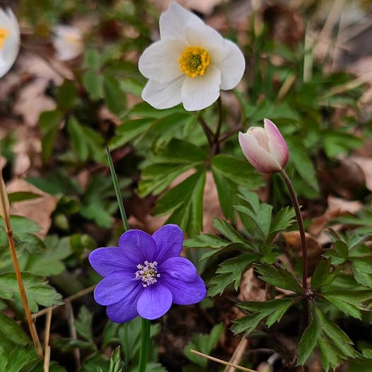 Spring Anemone Flowers