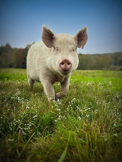 Pig in Green Meadow