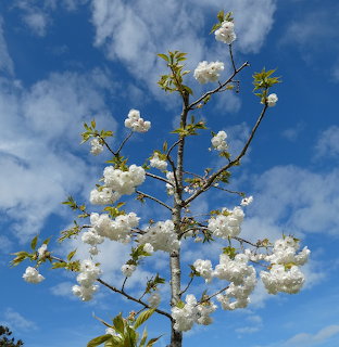White cherry blossom tree branches with clusters of flowers against a blue sky with clouds