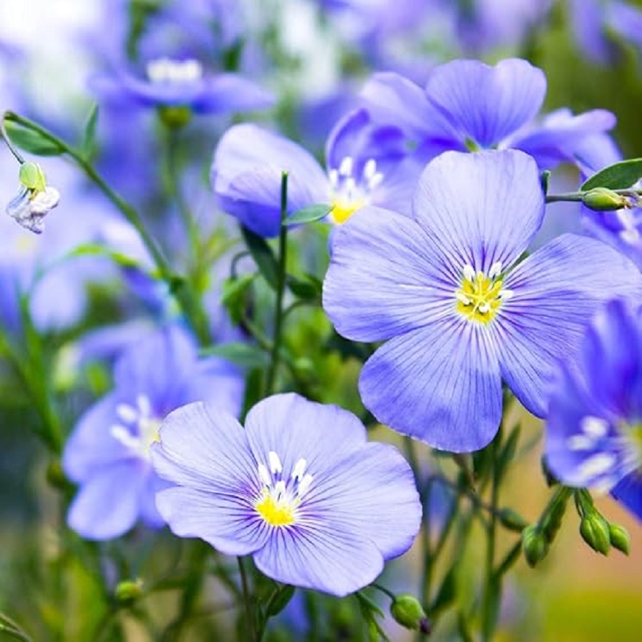Blue Flax Flowers