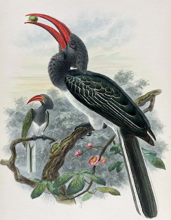 Hemprich's Hornbill