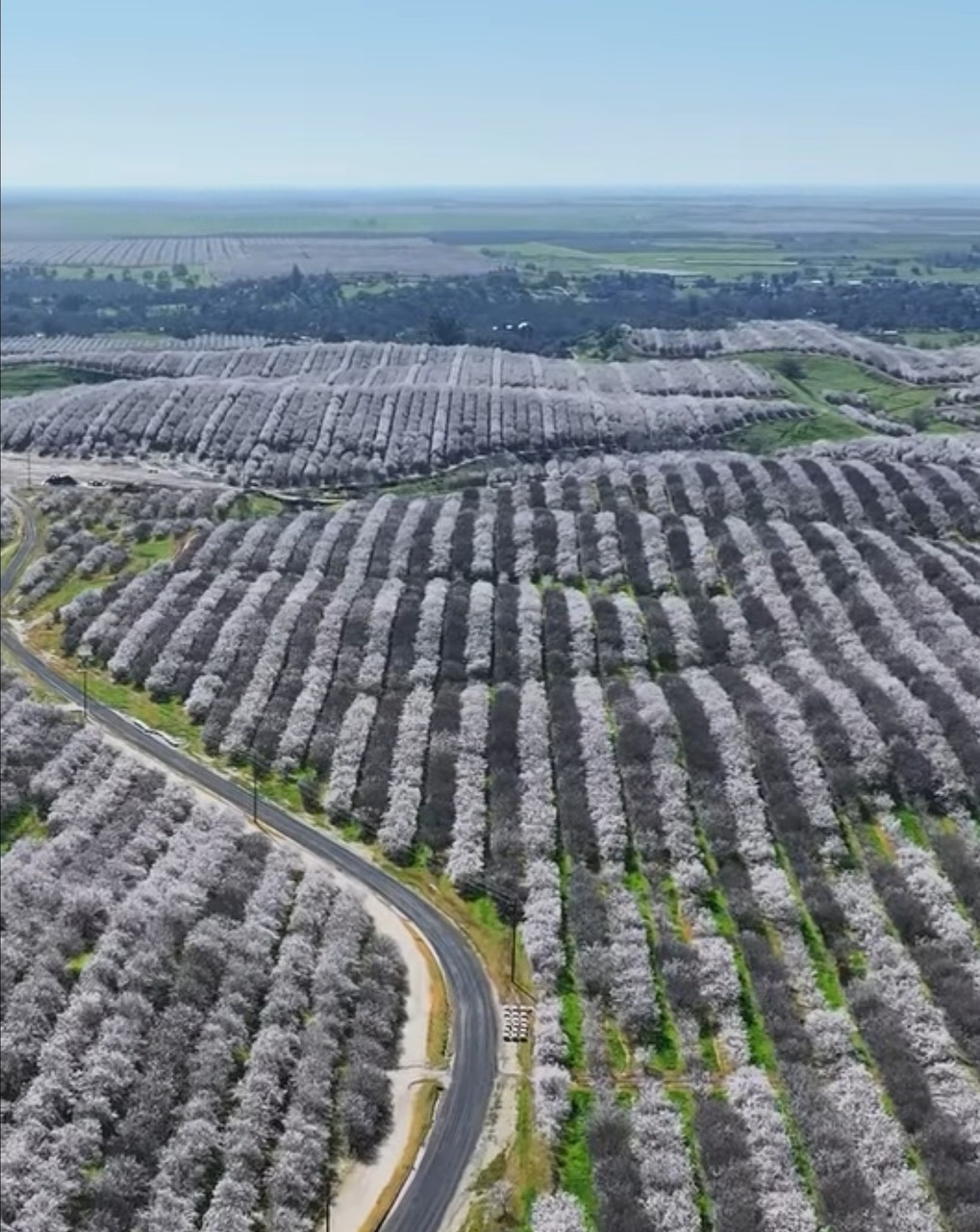 Aerial view of rows of blooming almond trees in a large orchard with a winding road